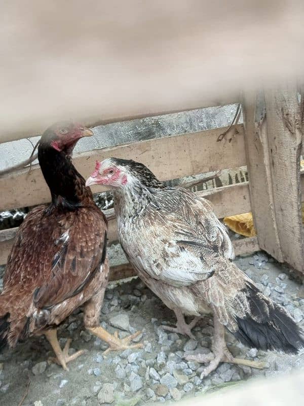 aseel and imported hen pair for discount sale 14