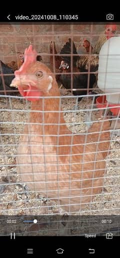 golden Misri hens fresh egg laying