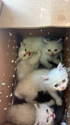 Persian Kittens / Kittens for sale / Persian Cats/ blue eyes / kittens