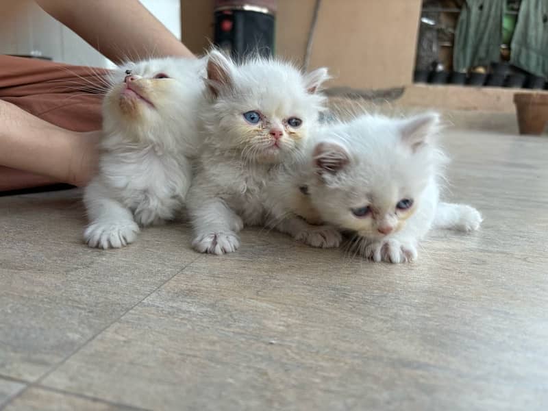 Persian Kittens / Kittens for sale / Persian Cats/ blue eyes / kittens 1