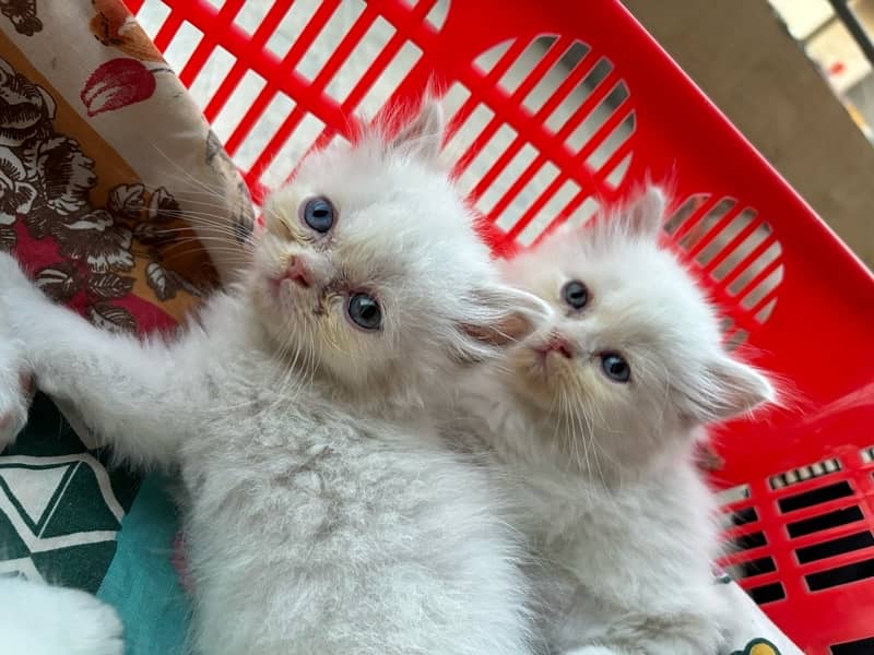 Persian Kittens / Kittens for sale / Persian Cats/ blue eyes / kittens 2