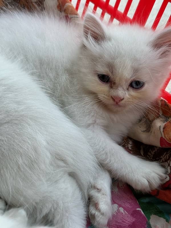 Persian Kittens / Kittens for sale / Persian Cats/ blue eyes / kittens 3