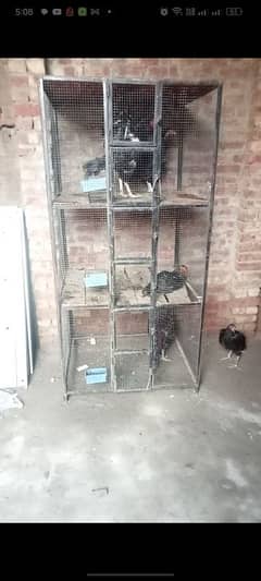 Strong angle cage for sale best for ringneck and aseel 0