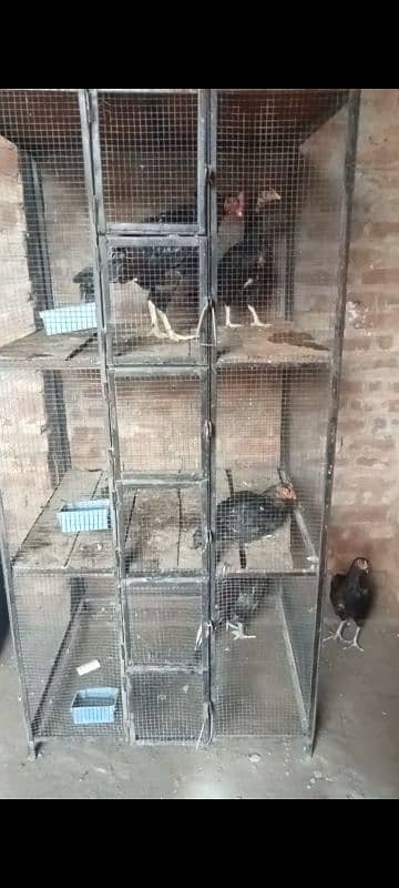 Strong angle cage for sale best for ringneck and aseel 2