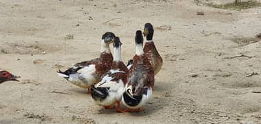 Desi ducks 0