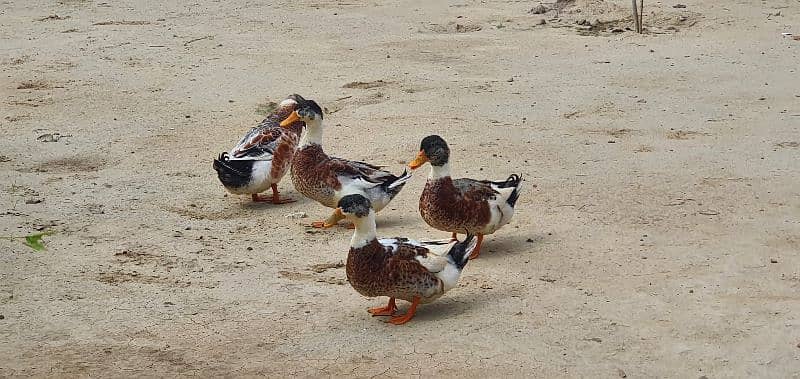 Desi ducks 4