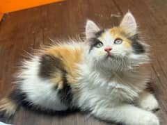 persian Kitten|Punch face Kittens|persian cat|cute|tripple|fluffy|piki