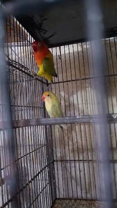 Some Lovebird Pairs For Sale in cheap prices