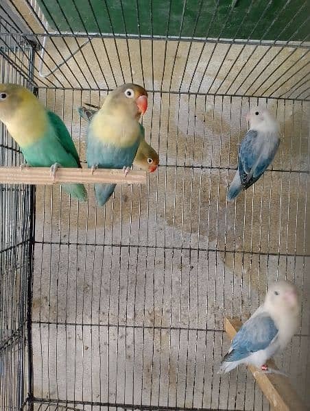 Some Lovebird Pairs For Sale in cheap prices 5