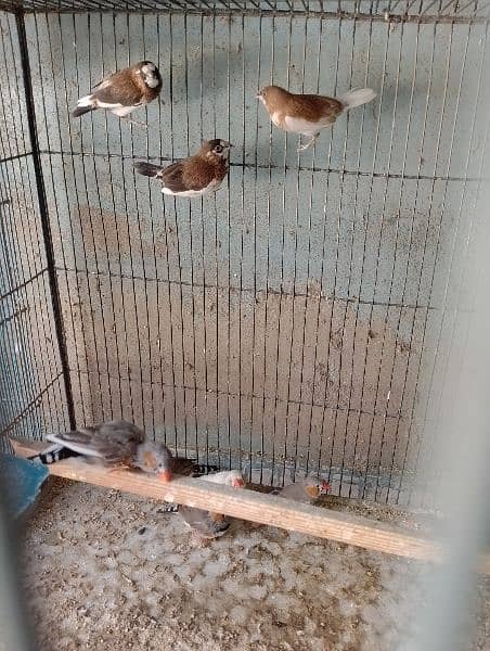 Some Lovebird Pairs For Sale in cheap prices 6