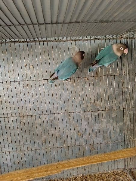 Some Lovebird Pairs For Sale in cheap prices 7