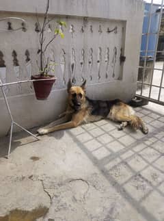 German Shafferd female age 2 years is available for Urgent Sale