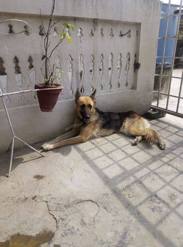 German Shafferd female age 2 years is available for Urgent Sale 0