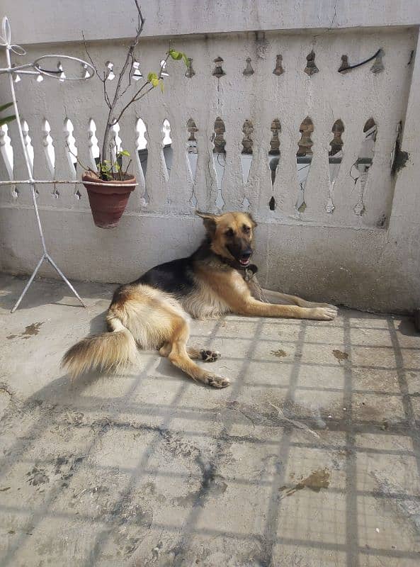 German Shafferd female age 2 years is available for Urgent Sale 2