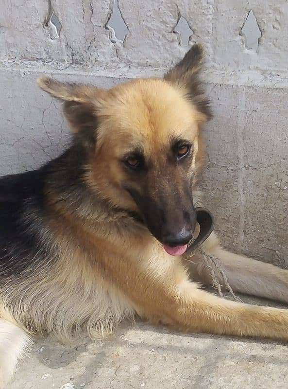 German Shafferd female age 2 years is available for Urgent Sale 3