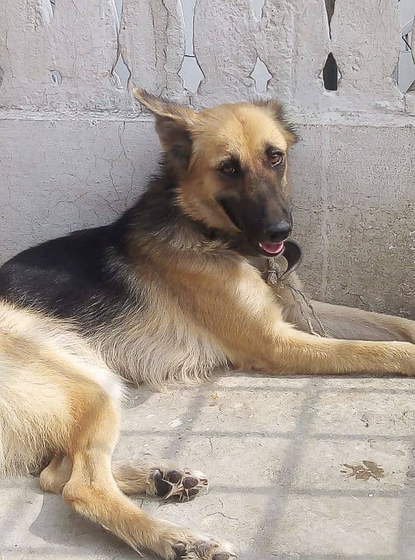 German Shafferd female age 2 years is available for Urgent Sale 4