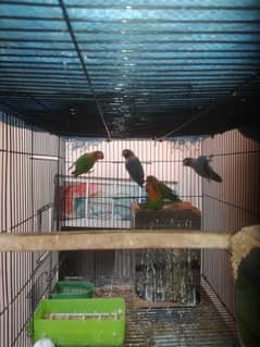 Love birds Adult female 0