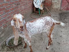 Goat for sale/ makhi cheeni bakri / bakri