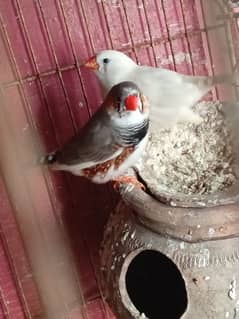 white finches