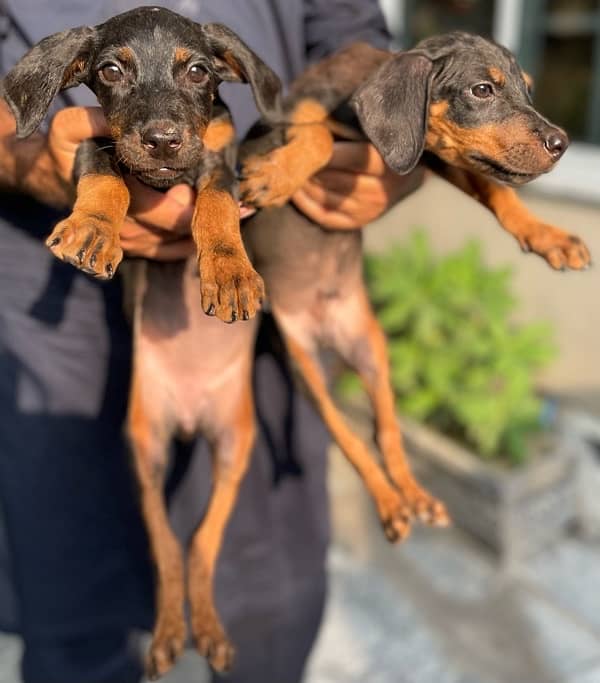 Outclass Doberman female 1