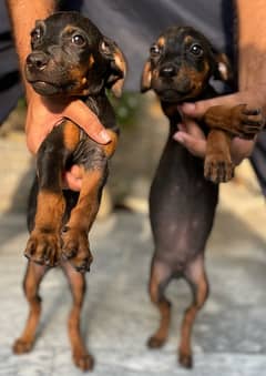 Outclass Doberman Puppies