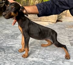 Outclass Doberman female