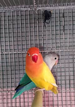 breeder pair love Birds