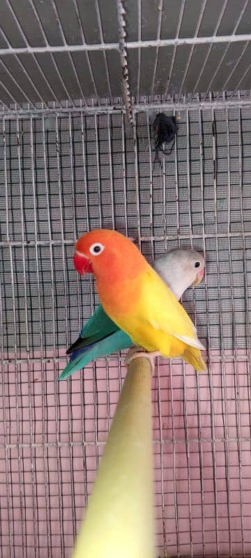 breeder pair love Birds 1