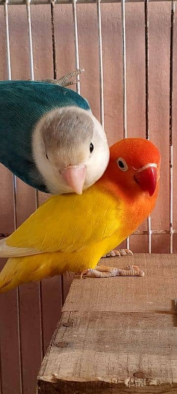 breeder pair love Birds 6