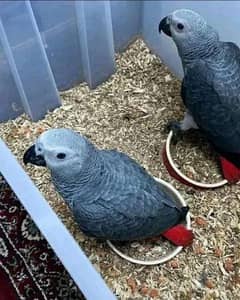 African grey parrot cheeks for sale 0328=299=4041 0