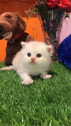 pure persian f punchface kitten high quality cod