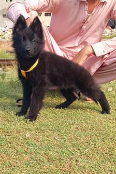 black long coat garman shepherd and black n tan female for sale 0