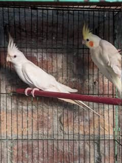 Cocktail Eno White pair . green fisher. Budgies Pair . . Pigeon Pair . .