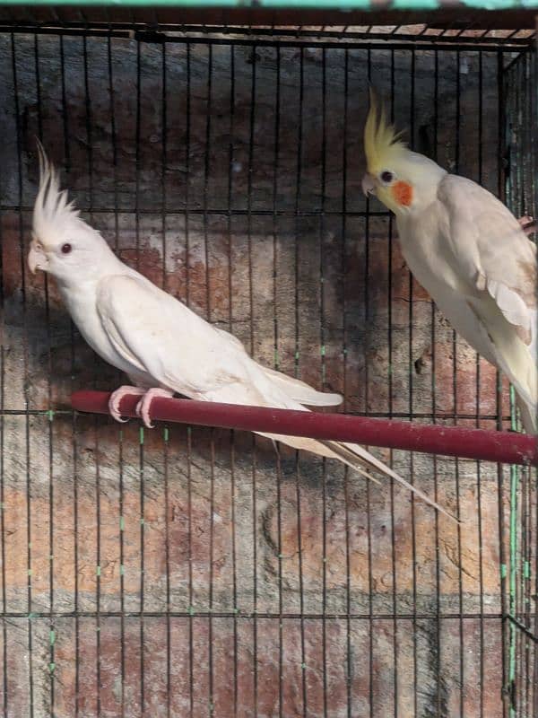 Cocktail Eno White pair . . green fisher. . Budgies Pair . . Pigeon Pair . . 1