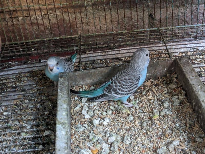 Cocktail Eno White pair . . green fisher. . Budgies Pair . . Pigeon Pair . . 2