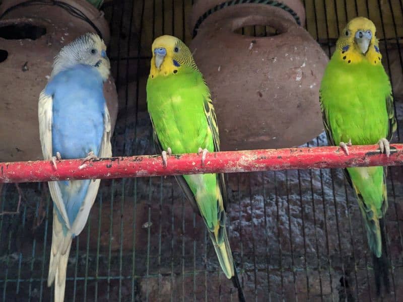 Cocktail Eno White pair . . green fisher. . Budgies Pair . . Pigeon Pair . . 3