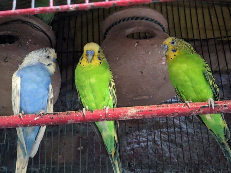 Cocktail Eno White pair . . green fisher. . Budgies Pair . . Pigeon Pair . . 4