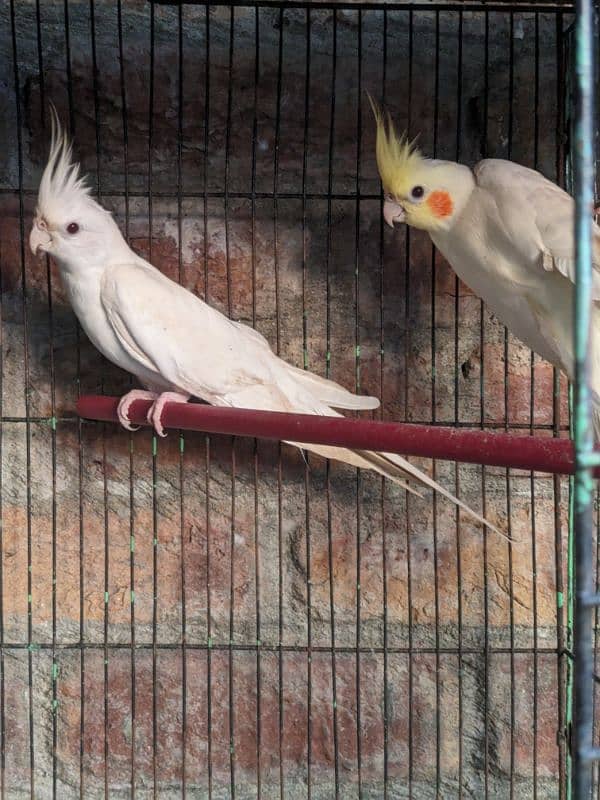 Cocktail Eno White pair . . green fisher. . Budgies Pair . . Pigeon Pair . . 5