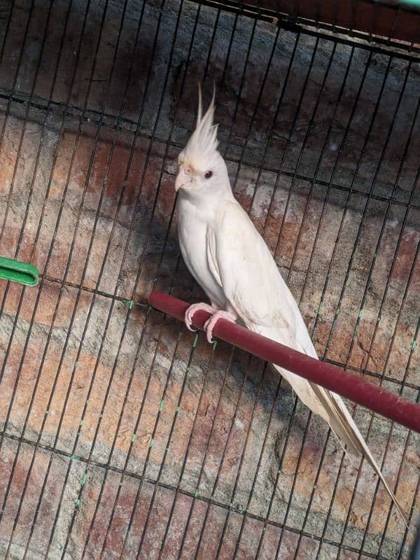 Cocktail Eno White pair . . green fisher. . Budgies Pair . . Pigeon Pair . . 6