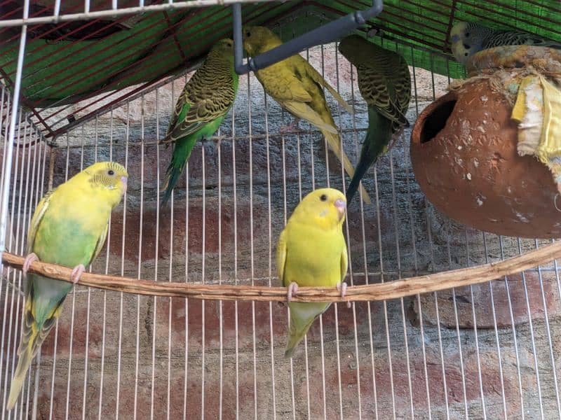 Cocktail Eno White pair . . green fisher. . Budgies Pair . . Pigeon Pair . . 10