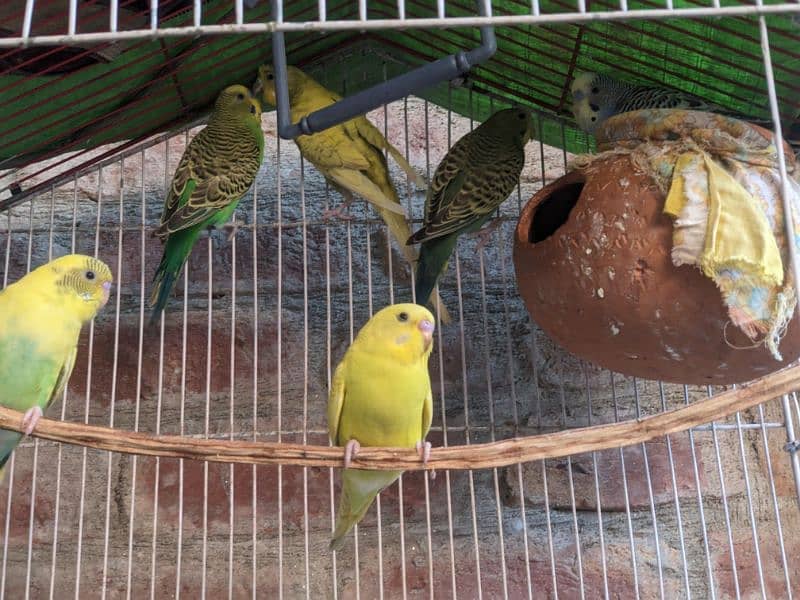 Cocktail Eno White pair . . green fisher. . Budgies Pair . . Pigeon Pair . . 12