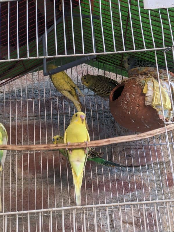 Cocktail Eno White pair . . green fisher. . Budgies Pair . . Pigeon Pair . . 14