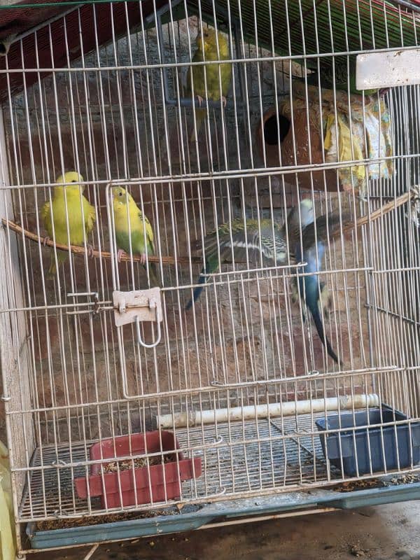 Cocktail Eno White pair . . green fisher. . Budgies Pair . . Pigeon Pair . . 15