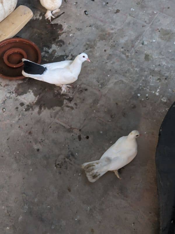 Cocktail Eno White pair . . green fisher. . Budgies Pair . . Pigeon Pair . . 18