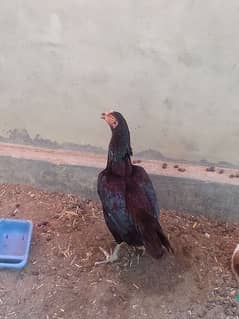 aseel hen for sale