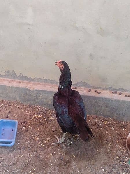 aseel hen for sale 0