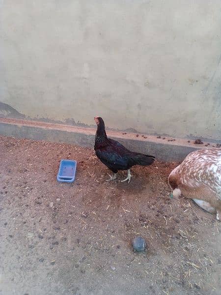 aseel hen for sale 1