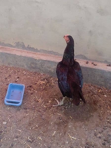 aseel hen for sale 2