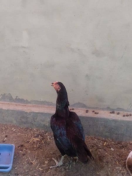 aseel hen for sale 3