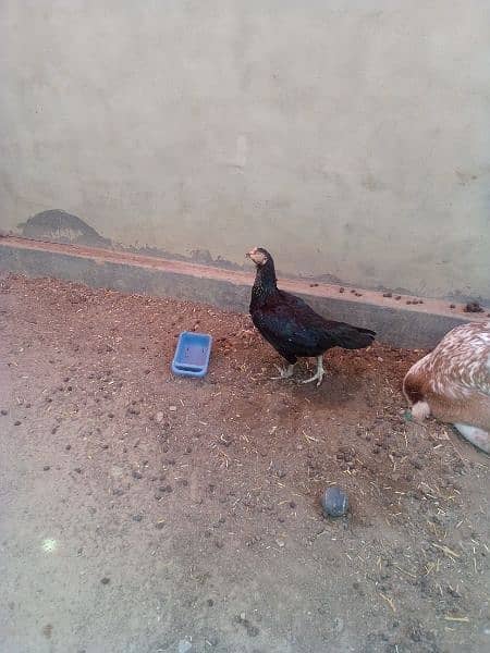 aseel hen for sale 4